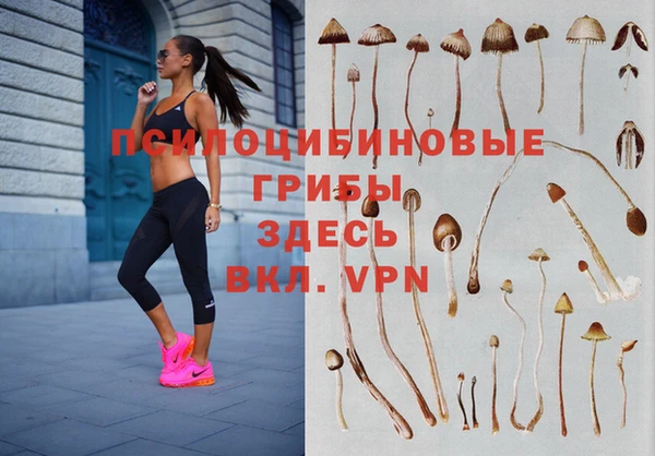a pvp Каменногорск